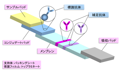 イムノクロマト法